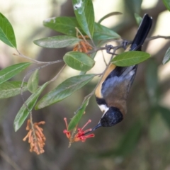 Acanthorhynchus tenuirostris (Eastern Spinebill) at Cotter River, ACT - 25 Apr 2022 by trevsci