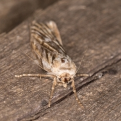 Ciampa arietaria at Melba, ACT - 22 Mar 2022 11:02 PM