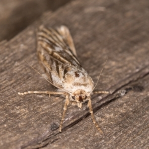 Ciampa arietaria at Melba, ACT - 22 Mar 2022 11:02 PM