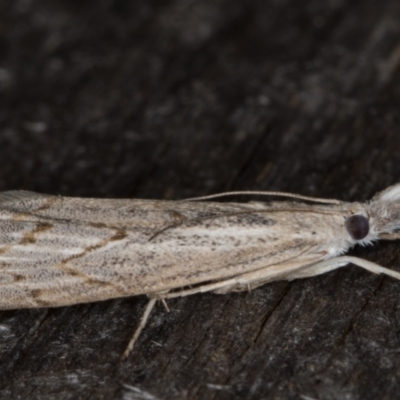 Culladia cuneiferellus (Crambinae moth) at Melba, ACT - 22 Mar 2022 by kasiaaus