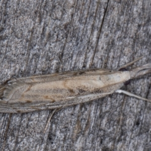 Culladia cuneiferellus at Melba, ACT - 23 Mar 2022 12:04 AM