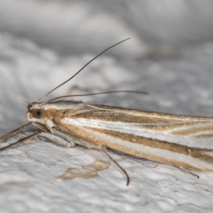 Hednota species near grammellus at Melba, ACT - 23 Mar 2022