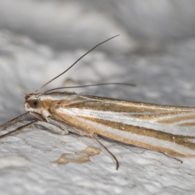 Hednota species near grammellus (Pyralid or snout moth) at Melba, ACT - 23 Mar 2022 by kasiaaus