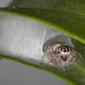 Opisthoncus grassator at Melba, ACT - 31 Mar 2022