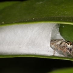 Opisthoncus grassator at Melba, ACT - 31 Mar 2022