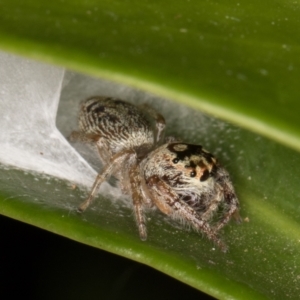 Opisthoncus grassator at Melba, ACT - 31 Mar 2022