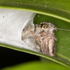 Opisthoncus grassator at Melba, ACT - 31 Mar 2022 12:12 AM