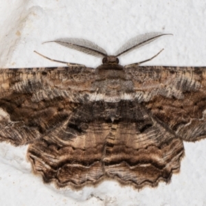 Scioglyptis lyciaria at Melba, ACT - 23 Mar 2022