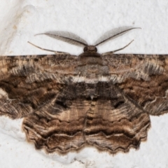 Scioglyptis lyciaria (White-patch Bark Moth) at Melba, ACT - 23 Mar 2022 by kasiaaus