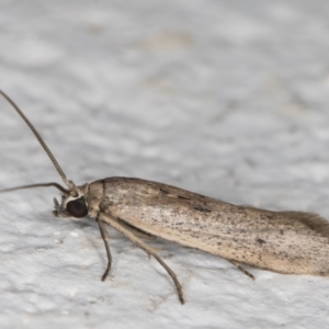 Gelechiidae (family) at Melba, ACT - 23 Mar 2022 11:19 PM