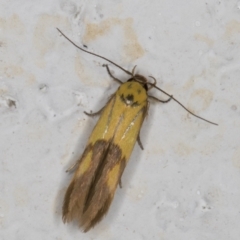 Stathmopoda crocophanes (Yellow Stathmopoda Moth) at Melba, ACT - 23 Mar 2022 by kasiaaus
