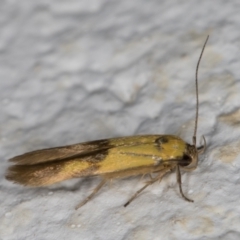 Stathmopoda crocophanes at Melba, ACT - 23 Mar 2022