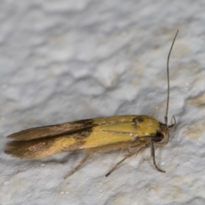 Stathmopoda crocophanes at Melba, ACT - 23 Mar 2022