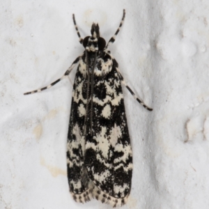 Scoparia exhibitalis at Melba, ACT - 24 Mar 2022 09:56 PM