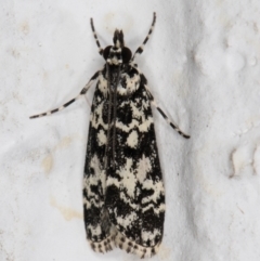 Scoparia exhibitalis (A Crambid moth) at Melba, ACT - 24 Mar 2022 by kasiaaus