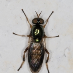 Australoactina sp. (genus) (Soldier fly) at Melba, ACT - 23 Mar 2022 by kasiaaus