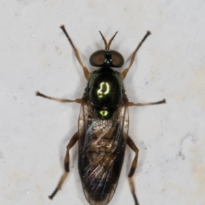 Australoactina sp. (genus) at Melba, ACT - 23 Mar 2022