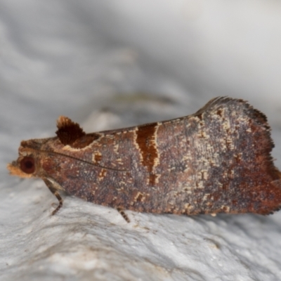 Glyphidoptera insignana (a tufted Tortrix moth) at Melba, ACT - 24 Mar 2022 by kasiaaus