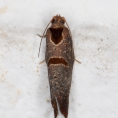 Glyphidoptera insignana at Melba, ACT - 24 Mar 2022