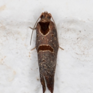 Glyphidoptera insignana at Melba, ACT - 24 Mar 2022