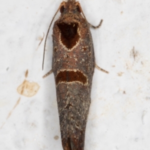 Glyphidoptera insignana at Melba, ACT - 24 Mar 2022