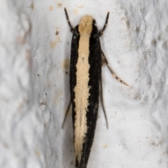 Monopis ethelella at Melba, ACT - 24 Mar 2022 10:02 PM