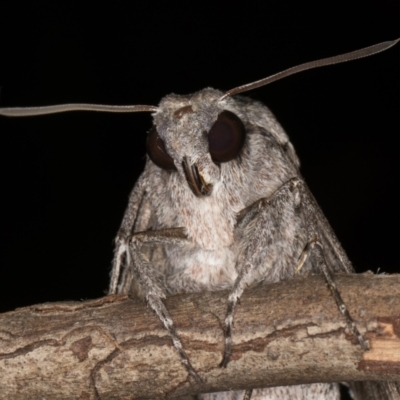 Agrius convolvuli (Convolvulus Hawk Moth) at Melba, ACT - 25 Mar 2022 by kasiaaus