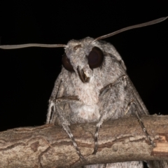 Agrius convolvuli (Convolvulus Hawk Moth) at Melba, ACT - 25 Mar 2022 by kasiaaus