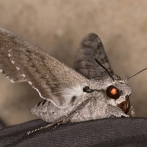 Agrius convolvuli at Melba, ACT - 25 Mar 2022 11:12 PM