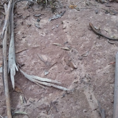 Lampropholis sp. (Grass Skink) at Richlands, NSW - 22 Mar 2019 by srthorn