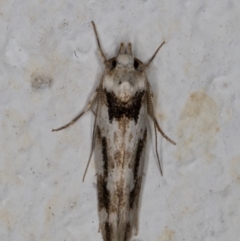 Oecophoridae (family) (Unidentified Oecophorid concealer moth) at Melba, ACT - 25 Mar 2022 by kasiaaus