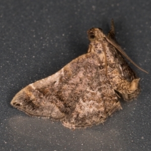 Scenedra decoratalis at Melba, ACT - 25 Mar 2022