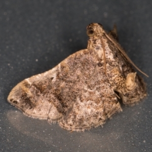 Scenedra decoratalis at Melba, ACT - 25 Mar 2022