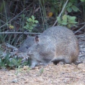 Isoodon obesulus nauticus at Cheynes, WA - suppressed