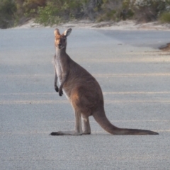 Macropus fuliginosus (Western grey kangaroo) at Cheynes, WA - 16 Sep 2019 by Christine