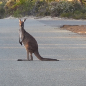 Macropus fuliginosus at Cheynes, WA - 17 Sep 2019 08:49 AM