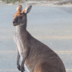 Macropus fuliginosus at Cheynes, WA - 17 Sep 2019 08:49 AM