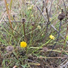 Calotis lappulacea (Yellow Burr Daisy) at Watson, ACT - 27 Apr 2022 by waltraud