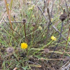Calotis lappulacea (Yellow Burr Daisy) at Mount Majura - 27 Apr 2022 by waltraud