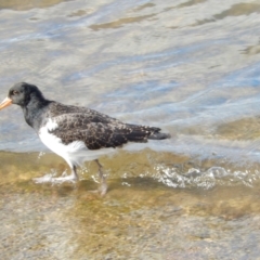 Haematopus longirostris (Australian Pied Oystercatcher) at Margate, TAS - 5 Dec 2019 by Birdy