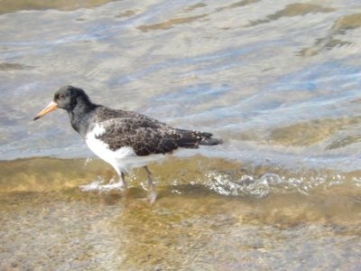 Haematopus longirostris (Australian Pied Oystercatcher) at Margate, TAS - 5 Dec 2019 by Amata