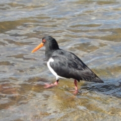 Haematopus longirostris at Margate, TAS - suppressed