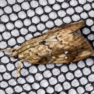 Crocidolomia pavonana at Higgins, ACT - 24 Apr 2022