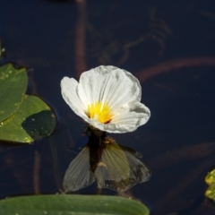 Ottelia ovalifolia subsp. ovalifolia at Gurrundah, NSW - 20 Mar 2022