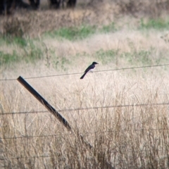 Myiagra inquieta (Restless Flycatcher) at Moorwatha, NSW - 27 Apr 2022 by Darcy