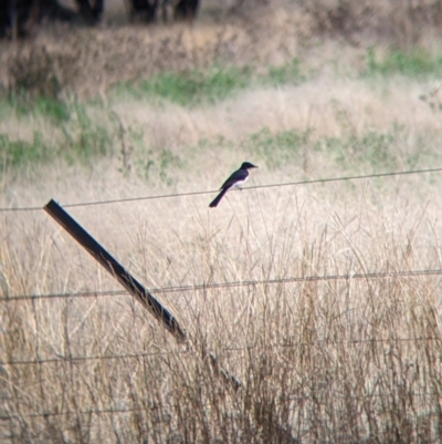 Myiagra inquieta (Restless Flycatcher) at Moorwatha, NSW - 26 Apr 2022 by Darcy