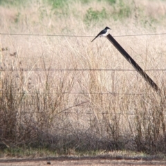 Myiagra inquieta at Moorwatha, NSW - suppressed