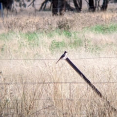 Myiagra inquieta at Moorwatha, NSW - suppressed