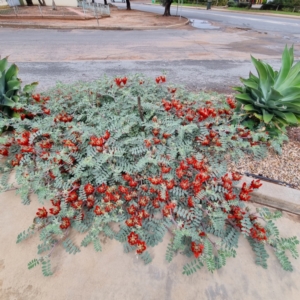 Swainsona formosa at Broken Hill, NSW - 27 Apr 2022