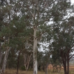 Eucalyptus mannifera subsp. mannifera (Brittle Gum) at Block 402 - 27 Apr 2022 by Jean